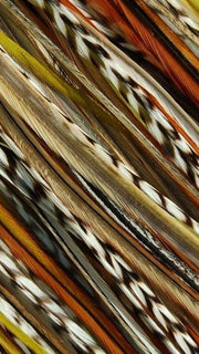 INDIAN PRINCESS |  Some colors may vary